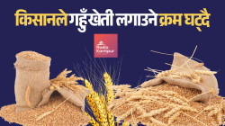 गहुँ खेतीमा सिँचाइ अभाव लगायत चुनौती अझै हट्न सकेन : घाटा भएको भन्दै किसानले गहुँ लगाउने क्रम घट्दै